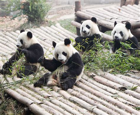 5 Top Places To See Giant Pandas In China La Vie Zine