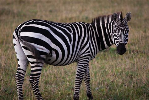 Animal photography by photographer Svein-Magne Tunli, tunliweb. Animal