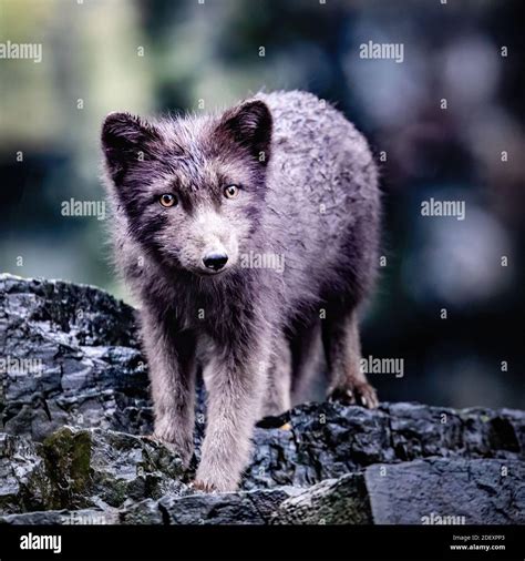 Blue Arctic Fox Stock Photo Alamy