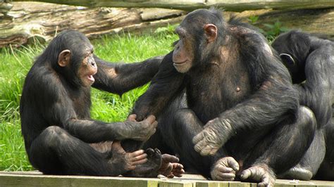 Chimps Have A Sense Of Fairness Fox News