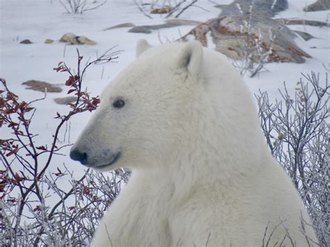 Majestic Polar Bear In Churchill Manitoba Canada Rwildlifephotography