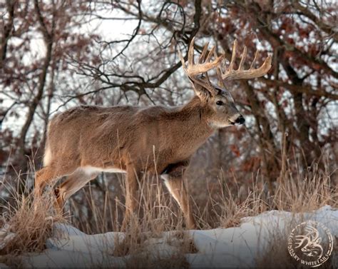 5 Tips For Hunting Longer Legendarywhitetails Bow Hunting Deer