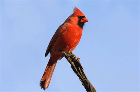 Northern Cardinal Ohio State Bird Ohio Birds State Birds