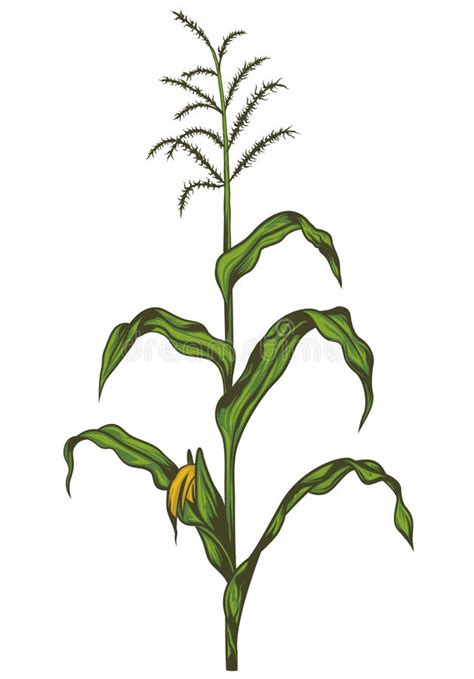 Corn Stalk Clipart 16 Free Cliparts Download Images On Clipground 2023