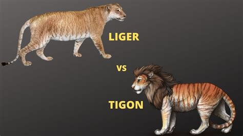 Liger Vs Tigon Who Will Win Jungle Safari Youtube