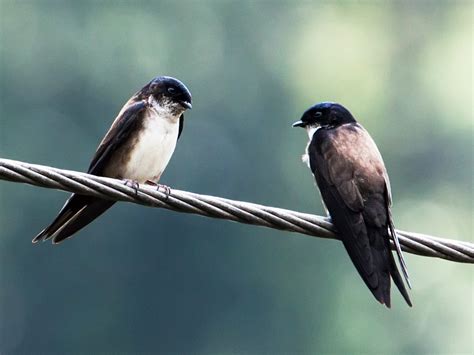 Black Capped Swallow Ebird