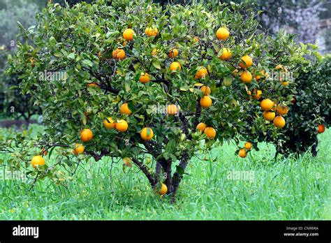 Orange Tree Citrus Sinensis Fruiting Orange Spain Balearen