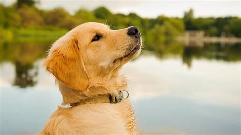Golden Retriever Dog Breed Information 2019 Dogmylife