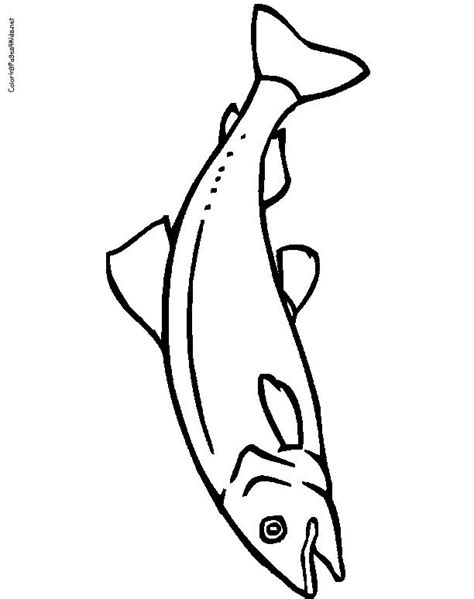 Brown bear catch the salmon coloring page. Salmon Coloring Pages | Crafts | Pinterest | Salmon ...
