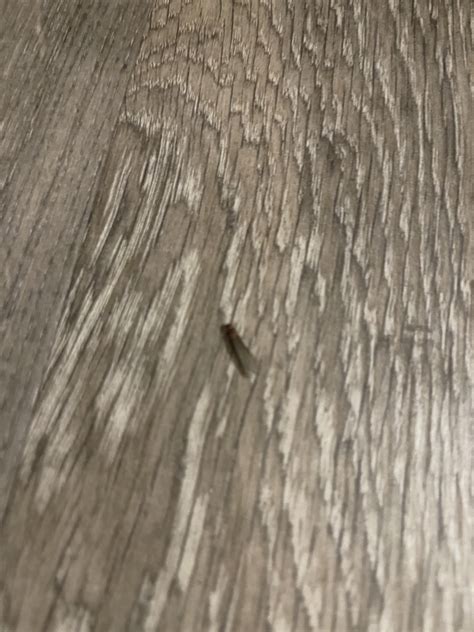 I Keep Finding This Long Bug That Flies But Im Seeing It Crawl More