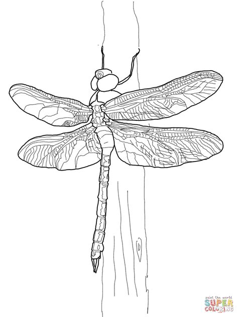 Maybe you would like to learn more about one of these? Green Darner Dragonfly coloring page | Free Printable ...