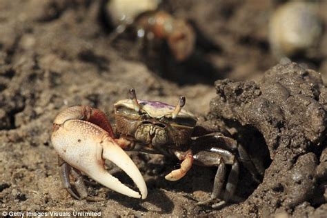Male Fiddler Crabs Create Vibrations From Inside Burrows To Show Off