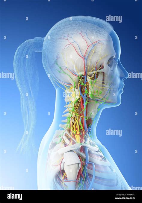 Diagram Lymph Nodes Back Neck