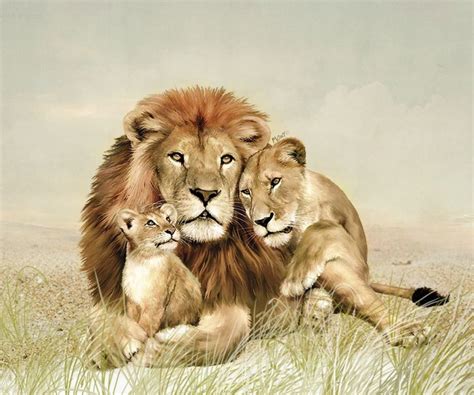 Familia De Leones Jungle Animals Animals And Pets Cute Animals Lion