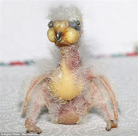 Meet Nelson The Baby Parrot That Could Be The Ugliest Bird In The