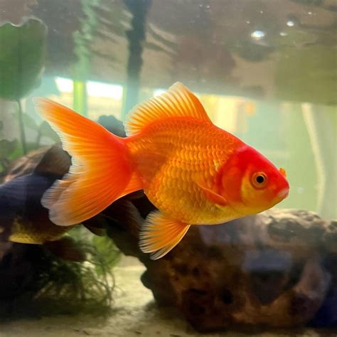 Fantail Goldfish Learn About Nature