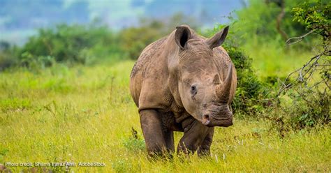 Rhino Conservation In Africa Wellbeing International
