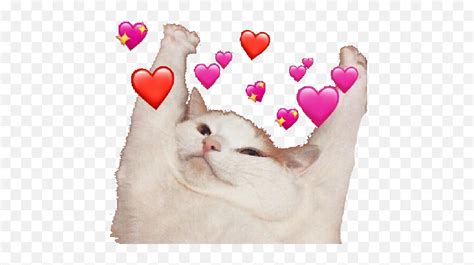 Love Cute Cat Gato Meme Heart Hearts Sticker Whatsapp Luv Wu Emoji