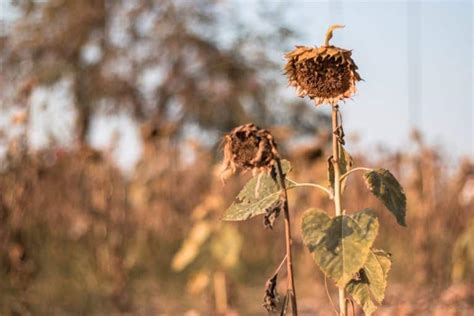 How To Revive A Dying Sunflower Plant Guide Farmer Grows