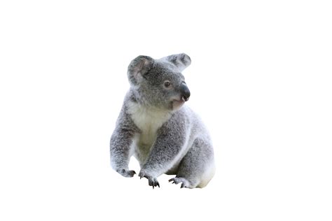 Baby Koala Png Transparent Baby Koala Png Images Pluspng Hot Sex Picture