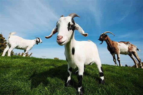 9 Totally Adorable Things To Do On A Goat Farm Fodors Travel Guide