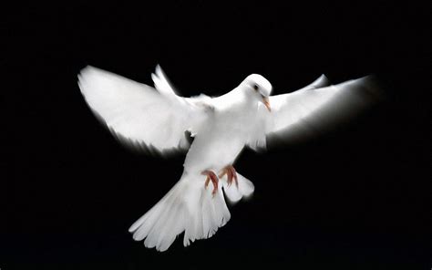 Flying White Dove Low Angle Shot