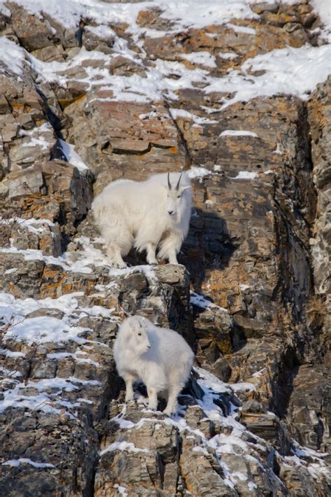 Doctor Visit Mountain Goats Yukon Wildlife Preserve