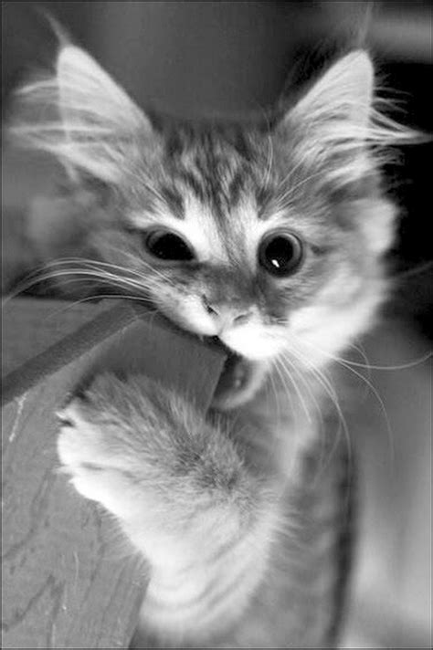 Asu's animal behavior phd program is one of only a few in the world. Breathtaking - Kittens Near Me #follow | Cute cats ...