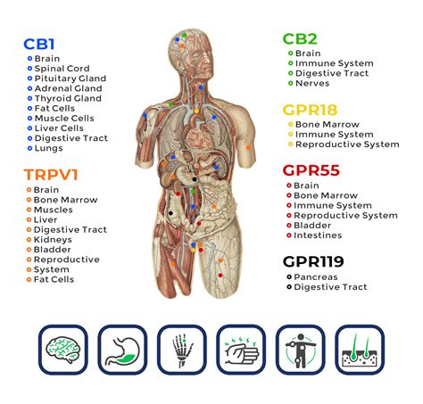 Who We Are Cbd And The Endocannabinoid System Ecs Purmed Global