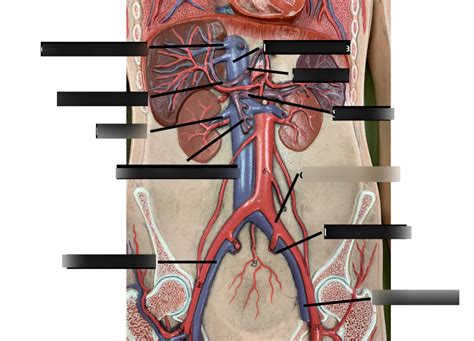 Veins And Arteries Of The Abdomen Diagram Quizlet