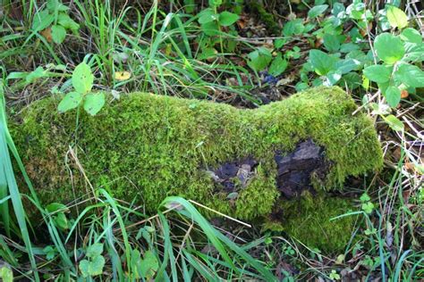 Moss Covered Log Or 00898 Stock Photo Image Of State 175473324
