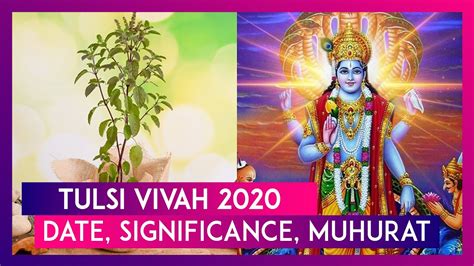 Tulsi Vivah 2020 Date Significance Shubh Muhurat Of Tulsi Marriage