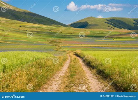 Countryside Road Among Green Fields In Summer Stock Image Image Of