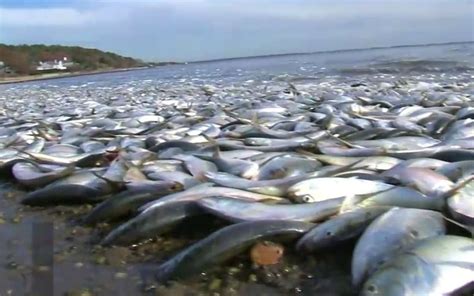 Tens Of Thousands Of Dead Fish Wash Up In New York Bay London Evening