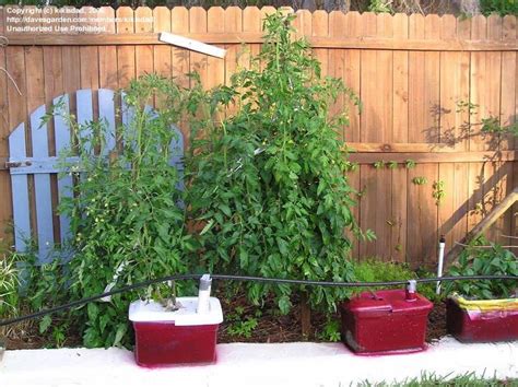 Tomatoes And Peppers Earthbox Tomato Growers 1 By Kikisdad
