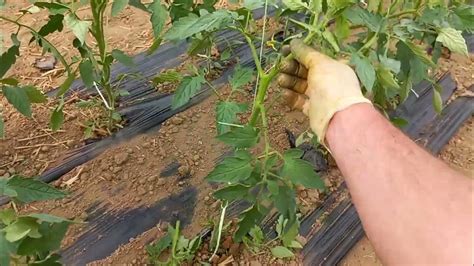How To Prune Tomatoes For Maximum Yield And Plant Health Youtube