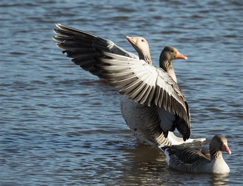 Greylag Goose Tail Stand Fowlmere Rspb Garry Fowle Flickr