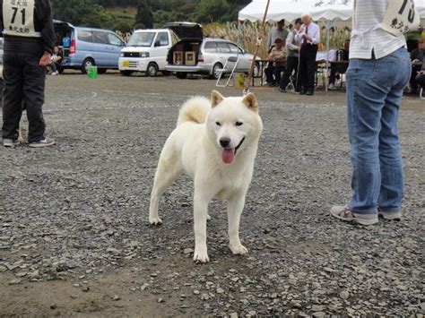 Hokkaido Inu Ainu Ken Dog Hokkaido Pinterest Hokkaido And Dogs