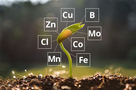 Funciones De Los Microelementos En La Planta Juan El Agricultor