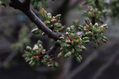 Pruning Your Weeping Cherry Tree A How To Guide Lawn World