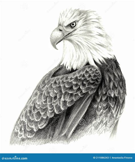 Dibujo A Mano De águila Dibujo Detallado De Animales Stock De