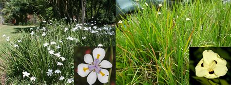 If you garden in the partial sun of a dappled woodland garden, or on the north or east side of a building then you need shade loving perennials for your garden. dietes_spp - Grounded Landscaping