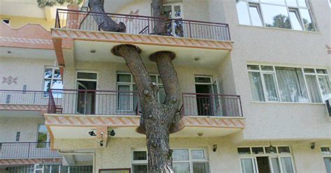 11 Clever Buildings Whose Architects Refused To Cut Down Local Trees