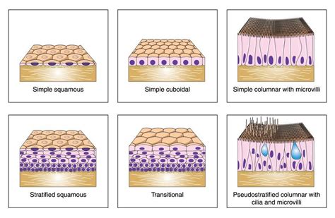 Squamous Cuboidal And Columnar Tissue Types Squamous Loose