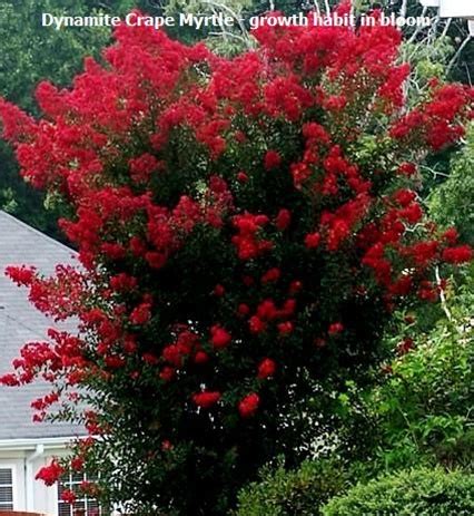 Simple planting and care instructions included. Dynamite Crape Myrtle