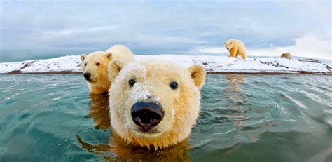 Polar Bear Numbers Still On The Rise Despite Global Warming The