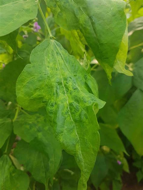 Saillog Cucumber Mosaic Virus