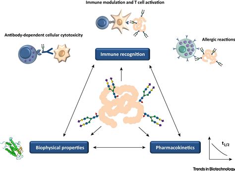 Glycan Based Cell Targeting To Modulate Immune Responses Trends In