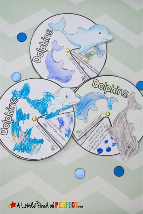Learning About Dolphins Activities For Kids And Free Printable A