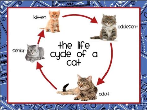 Cats Life Stages Felis Catus World
